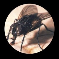 El Tábano (@el_tabano_es) 's Twitter Profile