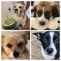 Eddie, 🌈Angel Ella, Winnie, Johnny and Ziggy❤️🐾 (@and_beagles) 's Twitter Profile