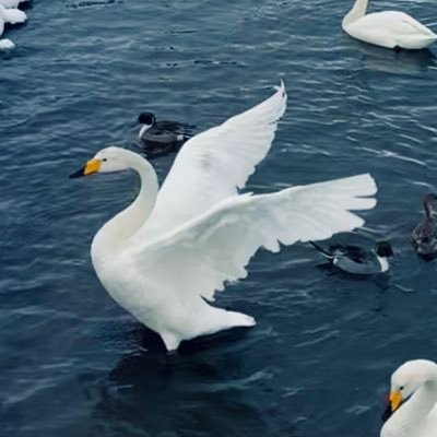 110110chanchan's profile picture. とうの昔に成人済。最近は🌏。沼にどっぷり。見る専と化しています。無言フォロー、いいねすみません🙇‍♀️