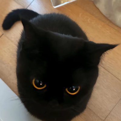 くろねこページです！ 黒狐ページ 注目！#黒猫つくねちゃん #Tsukune_chan #猫 #黒猫