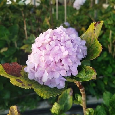 Xela🌼さんのプロフィール画像