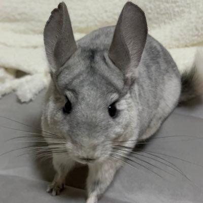 🎀🐭チンチラのごま♀🎀🎂2022/3/25🏠2022/9/25 ⚠️チンチラ専用垢ではないです⚠️🔰ロリィタ初心者🔰カービィがすき #チンチラ #chinchilla #龍猫 #친칠라