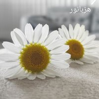 hizbanur ŞANLI هزبانور شانلي (@hizbanursanli) Twitter profile photo