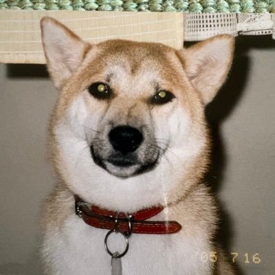 forever15789's profile picture. 1997年にLUNA SEAと出会いそこから沼にハマりっぱなし。SLAVE!RKF!pyro!他に韓流ドラマ毎日観てます。❤️ 愛犬シナモン🐕（柴犬♀）2022年12月24日に18歳5ヶ月９日でお空に🌈