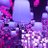 shachi_co_lune