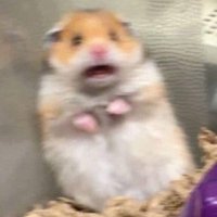 𝓿𝓲𝓬 (me cambié de cuenta) (@wonybae) 's Twitter Profile