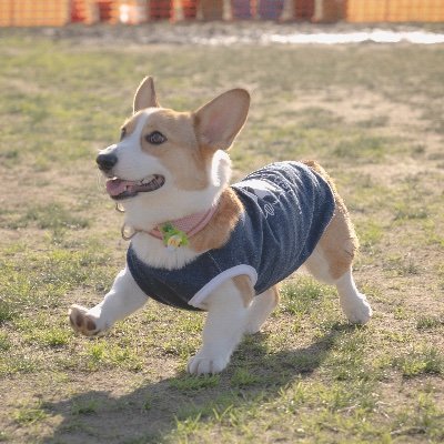 kogi_cutie's profile picture. キューティーちゃん♀ 1歳 🍞🤎 宜しくお願いします🍞 #コーギー