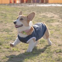 コーギーのキューティーちゃん (@kogi_cutie) 's Twitter Profile Photo