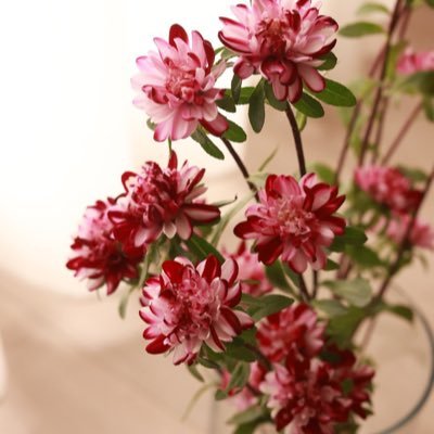 SSSSS_panda's profile picture. 等待花開