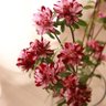 SSSSS_panda's profile picture. 等待花開
