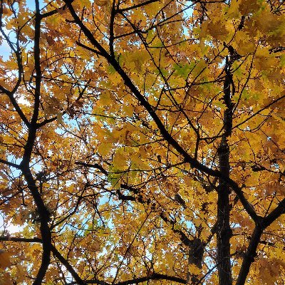 TLsaidwhat's profile picture. 