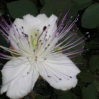 Marisa Fonda 🦊 (@superfonda) 's Twitter Profile