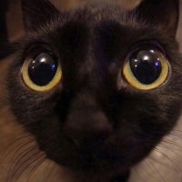 Muj3rDesprolija (@jaz__s2__) 's Twitter Profile