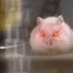 VindictiveHamster (@hnanners) Twitter profile photo VindictiveHamster (@hnanners) Twitter profile photo