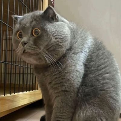 liangsec's profile picture. 