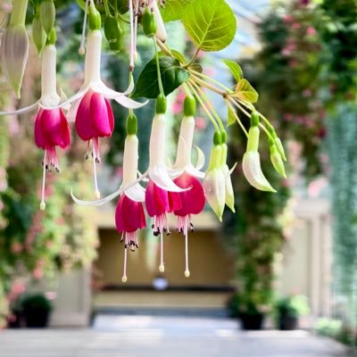 photobeginner2's profile picture. iPhone16Proで写真を撮りたいだけのアカウント。一眼も持ってるけどコンデジも好きです。