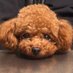 王下乳武海🐶なな (@apex_nana05) Twitter profile photo 王下乳武海🐶なな (@apex_nana05) Twitter profile photo