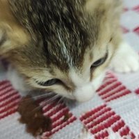 Hashem | Decetralizer (@rafikhan06) 's Twitter Profile