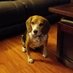 The Hollywood Beagle (@beagledogfather) Twitter profile photo The Hollywood Beagle (@beagledogfather) Twitter profile photo
