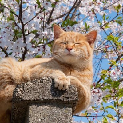 IMagzy22543's profile picture. 