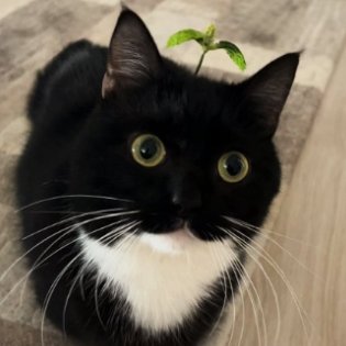 tardesnohay's profile picture. #idgaf