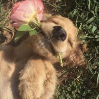 Yuli (@yulilynxx) 's Twitter Profile