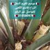 🇶🇦الزراع قاسم العراقي الكعبى🇶🇦 (@alkaabi5757) Twitter profile photo 🇶🇦الزراع قاسم العراقي الكعبى🇶🇦 (@alkaabi5757) Twitter profile photo