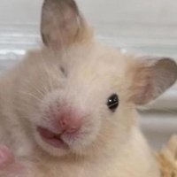 너쥐 (@strongesthamzzi) 's Twitter Profile