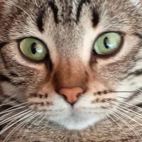 Msc 55 (@mehmetselu91637) Twitter profile photo