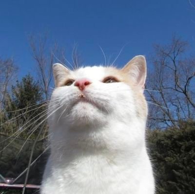 Un peu d'absurde dans tout ce sens 🐈
Chats, shitpost et des trucs très très intelligents 👍