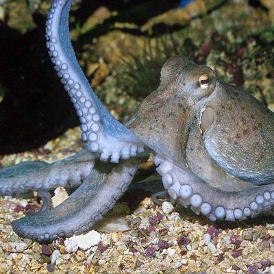 Bik_FN's profile picture. 