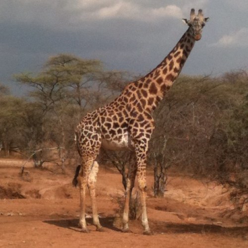 thespanishswiss's profile picture. Not sure who I am anymore, just trying  my best at not being a garbage person, most of the time...