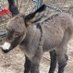 DonkeyMomma (@donkey_momma) Twitter profile photo DonkeyMomma (@donkey_momma) Twitter profile photo