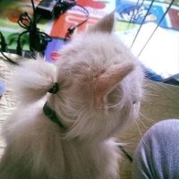 eme is fat as fuck (@talentless04) 's Twitter Profile