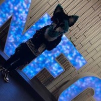 AskanTheHusky AD🔜NFC (@askanhusky_ad) 's Twitter Profile