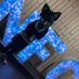 AskanTheHusky AD🔜NFC (@askanhusky_ad) Twitter profile photo AskanTheHusky AD🔜NFC (@askanhusky_ad) Twitter profile photo
