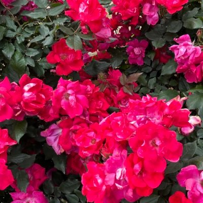 bRDaP8lRsECjlf4's profile picture. R6.5出産。恥骨結合離開、仙腸関節炎、家事育児ほぼワンオペ。成り行き完母。慢性的に睡眠不足。脳みそ働いてません。失言があったらすみません。