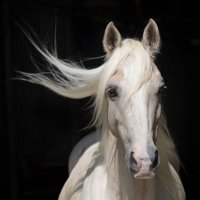 فـــــرس الحــــربي🐎🇸🇦 (@ha_alharbi369) 's Twitter Profile