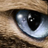Graykestrel's profile image