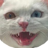 kinoy. (@ajaiib) 's Twitter Profile