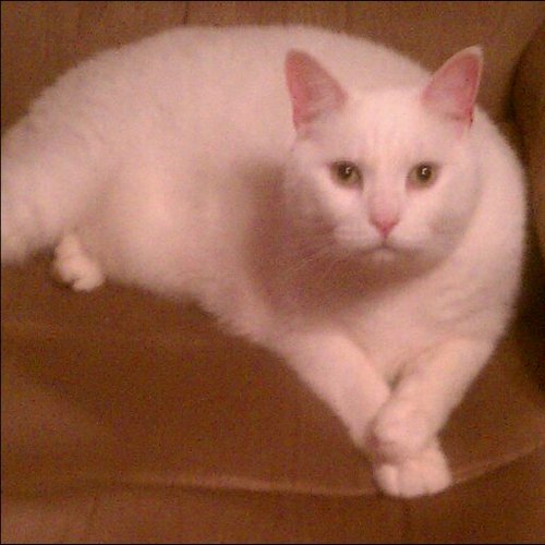 James_L_Christ's profile picture. President @Paolibattle 
VP @BVCWRT
Treasurer HMI, 
VP American Revolution Round Table of Philadelphia, 
Board Member - Sanderson Museum
and IndyCar Fan