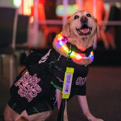 The best (as of December 2024) retired guide doggo in the world ❤️🦮