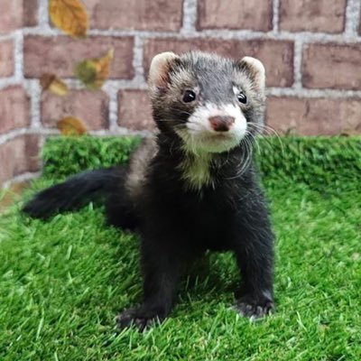 磯辺焼 元気に楽しくお部屋をうろつく 飼い主を厳しく従えるマーシャルフェレット → Please do not repost. 無断転載は¥6,000/日を徴求致します