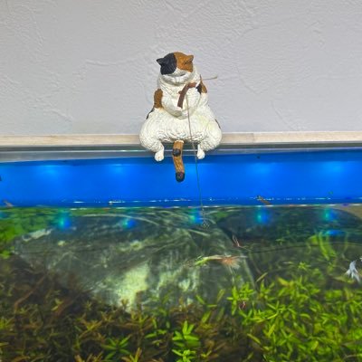 kemrium's profile picture. 釣りとアクアリウム、どちらも初心者😂釣りは陸っぱり専門。メインは本牧海釣り施設。アクアリウムは、グッピーから初めましたが、いつの間にか水草、ネイチャーアクアリウムに興味が移りつつあります🤣