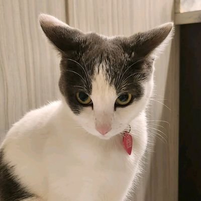 CatsDntCare's profile picture. FCK feminism, ☪️, gender ideology, socialism/communism, & everything else that is anti-🇺🇲. FREE SPEECH ALWAYS. Happily/faithfully married. I AM MA'AM✝️ 🔞18+