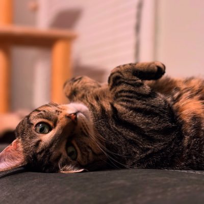 JessicaHazlewoo's profile picture. 