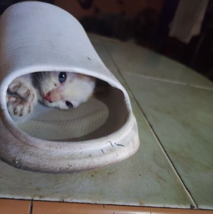 Zeusdy2's profile picture. entusiasta blockchain educación libre para todos   #BTC #BNB 🧙,(🧙,🧙),🧙,⛺,gnoma,(🧙‍♂️,🧙‍♂️) Anomage