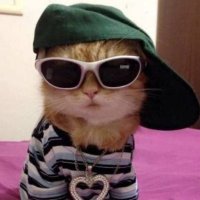 pie 😎 (@happilypie) 's Twitter Profile