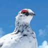 toyamafamipa's profile picture. 富山県にある動物園、富山市ファミリーパークの公式アカウントです。
当アカウントは情報発信専用ですので、返信、リツイート及びダイレクトメッセージによるご質問や申し込みには対応しておりません。ご了承ください。