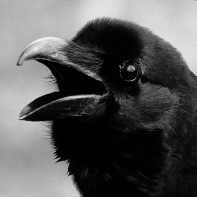 crow_crew_'s profile picture. 日産クルーと今田美桜とついでに猫をこよなく愛でるオッサンです…クルー仲間ができたらいいなと #日産クルー #NISSAN #CREW #HK30 #RB20DET #セダン #車高短 #ローダウン